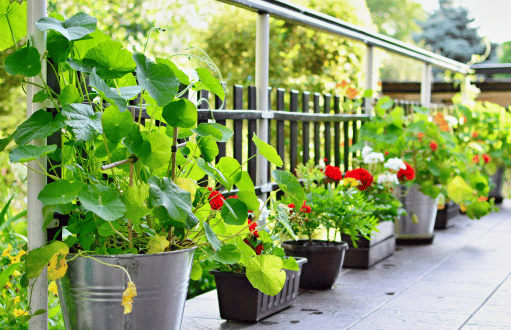 Terrace Garden Setup