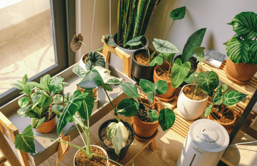 Indoor & Outdoor Plant Decoration