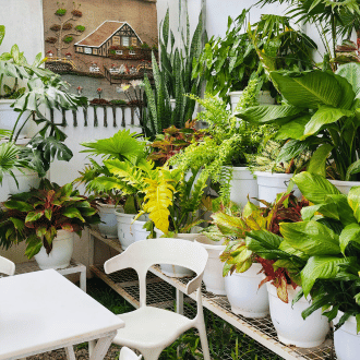 Indoor & Outdoor Plant Decoration in Patna